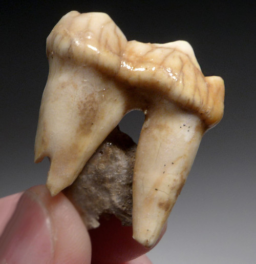 BELGIUM CAVE BEAR FOSSIL MOLAR TOOTH ON MATRIX FROM RARE ARDENNES FOREST SITE  *LMX321