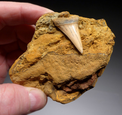FOSSIL GIANT EXTINCT MAKO SHARK TOOTH ISURUS HASTALIS IN MATRIX FROM SHARKTOOTH HILL CALIFORNIA  *STH057 FOSSIL GIANT EXTINCT MAKO SHARK TOOTH ISURUS HASTALIS IN MATRIX FROM SHARKTOOTH HILL CALIFORNIA  *STH057