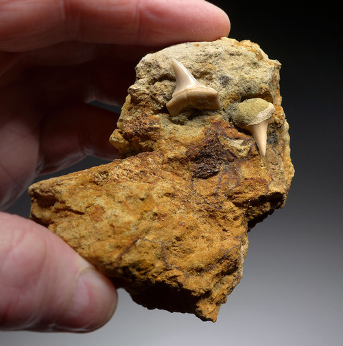 EXTINCT HASTALIS MAKO FOSSIL SHARK TEETH IN SHARKTOOTH HILL CALIFORNIA SANDSTONE  *STH049 EXTINCT HASTALIS MAKO FOSSIL SHARK TEETH IN SHARKTOOTH HILL CALIFORNIA SANDSTONE  *STH049