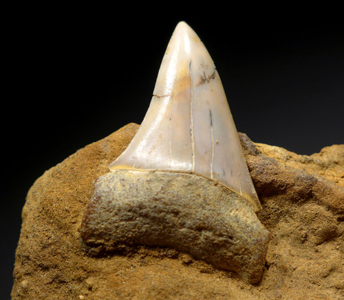 SUPREME QUALITY 1.75 INCH CALIFORNIA FOSSIL SHARK TOOTH OF A ISURUS HASTALIS MAKO SHARK FROM SHARKTOOTH HILL  *STH047