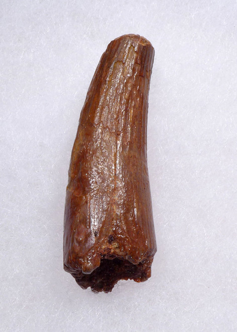 UNBROKEN 1.5 INCH SPINOSAURUS TOOTH DINOSAUR FOSSIL  *DT5-629