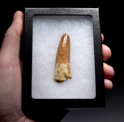 BEAUTIFUL 2.2 INCH LIGHT COLORED SPINOSAURUS TOOTH DINOSAUR FOSSIL  *DT5-630