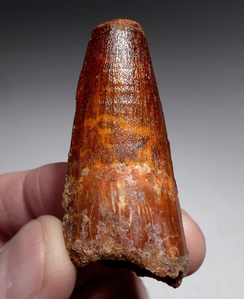 BEAUTIFUL ROBUST UNBROKEN 2.2 INCH SPINOSAURUS TOOTH DINOSAUR FOSSIL  *DT5-614