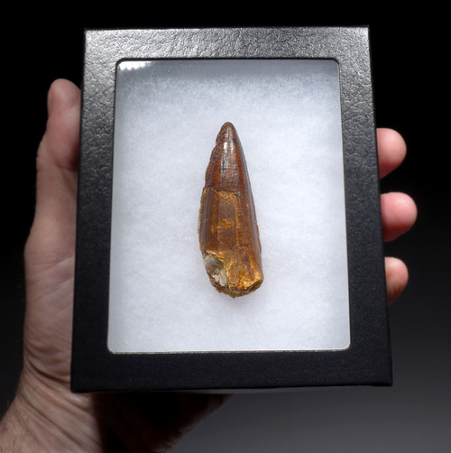 LARGE SHARP TIPPED 2.75 INCH SPINOSAURUS TOOTH DINOSAUR FOSSIL  *DT5-592 LARGE SHARP TIPPED 2.75 INCH SPINOSAURUS TOOTH DINOSAUR FOSSIL  *DT5-592