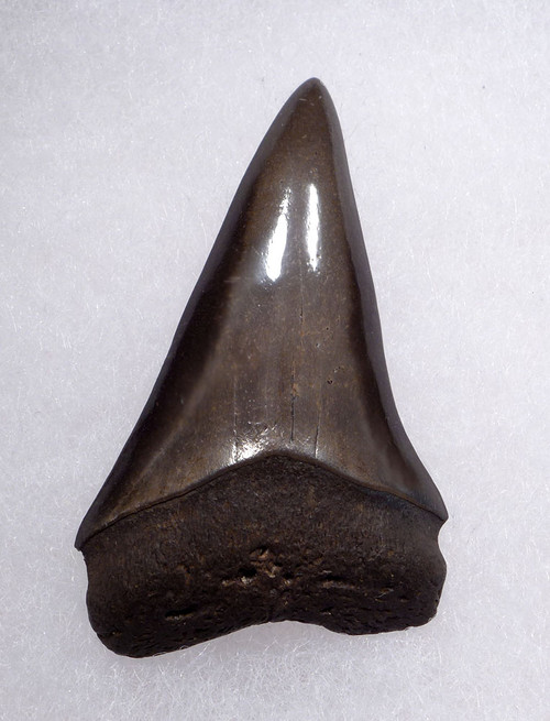 COLLECTOR GRADE 2 INCH GEORGIA FOSSIL SHARK TOOTH OF ISURUS HASTALIS BROAD TOOTH MAKO WITH CHATOYANT GUNMETAL ENAMEL  *SHX159