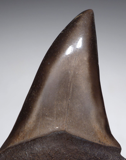 COLLECTOR GRADE 2 INCH GEORGIA FOSSIL SHARK TOOTH OF ISURUS HASTALIS BROAD TOOTH MAKO WITH CHATOYANT GUNMETAL ENAMEL  *SHX150