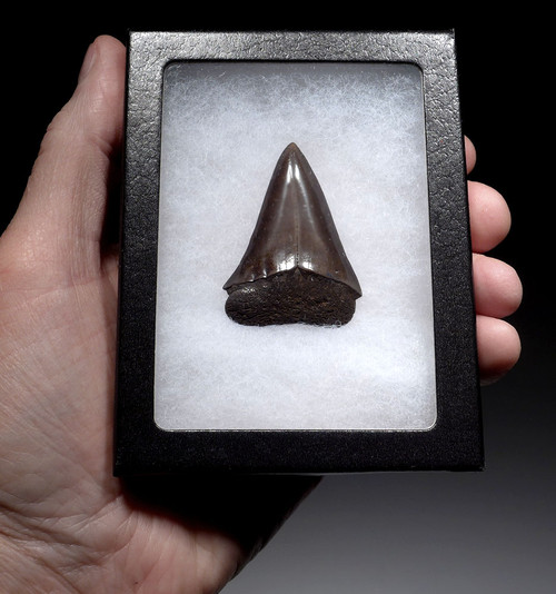 IMPRESSIVE 1.9 INCH GEORGIA FOSSIL SHARK TOOTH OF ISURUS HASTALIS BROAD TOOTH MAKO WITH CHATOYANT GUNMETAL ENAMEL  *SHX160 IMPRESSIVE 1.9 INCH GEORGIA FOSSIL SHARK TOOTH OF ISURUS HASTALIS BROAD TOOTH MAKO WITH CHATOYANT GUNMETAL ENAMEL  *SHX160