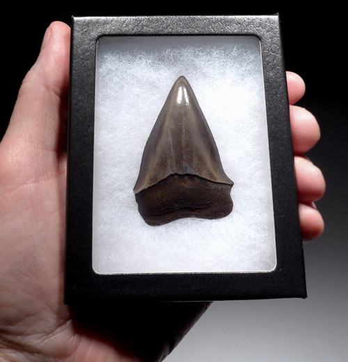 LARGE COLLECTOR GRADE 2.45 INCH GEORGIA FOSSIL SHARK TOOTH OF ISURUS HASTALIS BROAD TOOTH MAKO WITH CHATOYANT PLATINUM ENAMEL  *SHX149 LARGE COLLECTOR GRADE 2.45 INCH GEORGIA FOSSIL SHARK TOOTH OF ISURUS HASTALIS BROAD TOOTH MAKO WITH CHATOYANT PLATINUM ENAMEL  *SHX149