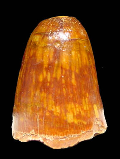 DINOSAUR-ERA CRETACEOUS FOSSIL CROCODILE TOOTH  *MV10-121 DINOSAUR-ERA CRETACEOUS FOSSIL CROCODILE TOOTH  *MV10-121