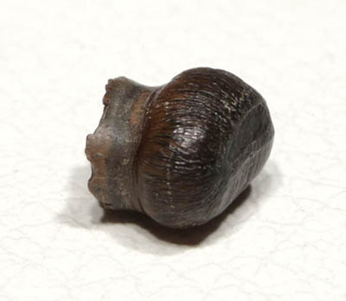 DINOSAUR-ERA ALLIGATOR LIKE REPTILE TOOTH BRACHYCHAMPSA FROM HELL CREEK  *MV10-026  DINOSAUR-ERA ALLIGATOR LIKE REPTILE TOOTH BRACHYCHAMPSA FROM HELL CREEK  *MV10-026