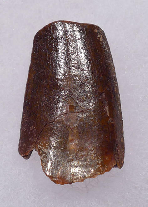 UNBROKEN DELTADROMEUS DINOSAUR TOOTH WITH EXTREME FEEDING WEAR ON TIP  *DT18-104
