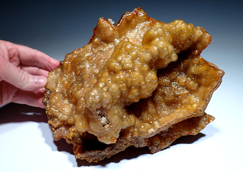 RARE GEMSTONE QUALITY LARGE GOLDEN BOTRYOIDAL AGATIZED FOSSIL CORAL COLONY FROM FLORIDA  *COR-044 RARE GEMSTONE QUALITY LARGE GOLDEN BOTRYOIDAL AGATIZED FOSSIL CORAL COLONY FROM FLORIDA  *COR-044