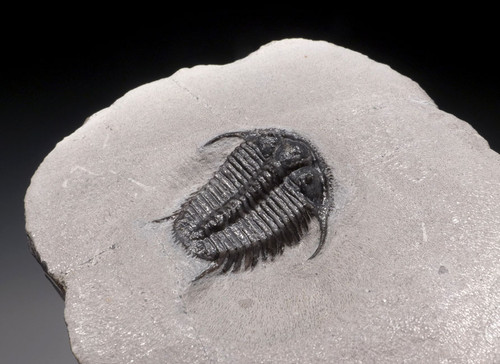 TOP COLLECTOR SPECIMEN RARE CYPHASPIDES TRILOBITE WITH SUPERB PRESERVATION  *TRX281