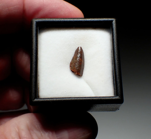 FOSSIL RAPTOR DINOSAUR TOOTH WITH FEEDING WEAR FROM A DROMAEOSAUR  *DT6-202X