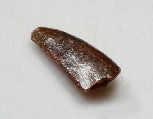 FOSSIL RAPTOR DINOSAUR TOOTH FROM A DROMAEOSAUR  *DT6-203X