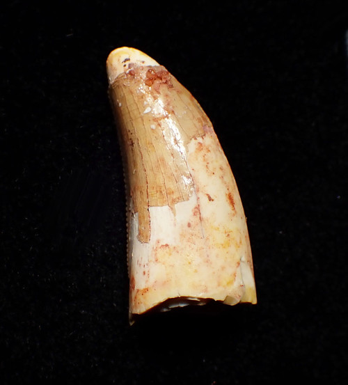 LARGE CREAM COLORED DROMAEOSAUR " RAPTOR " DINOSAUR FOSSIL TOOTH  *DT6-346