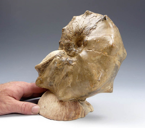 CHOICE LARGE DINOSAUR-ERA MAMITES HORNED AMMONITE OCEAN LIFE FOSSIL  *AMX-254 CHOICE LARGE DINOSAUR-ERA MAMITES HORNED AMMONITE OCEAN LIFE FOSSIL  *AMX-254