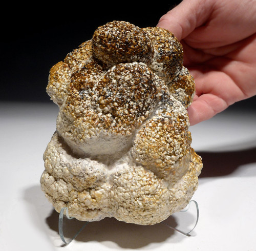 SUPERB OLIGOCENE FOSSIL STROMATOLITE CYANOBACTERIA BALL COLONIES FROM AN ANCIENT LAKE  *ST032 SUPERB OLIGOCENE FOSSIL STROMATOLITE CYANOBACTERIA BALL COLONIES FROM AN ANCIENT LAKE  *ST032