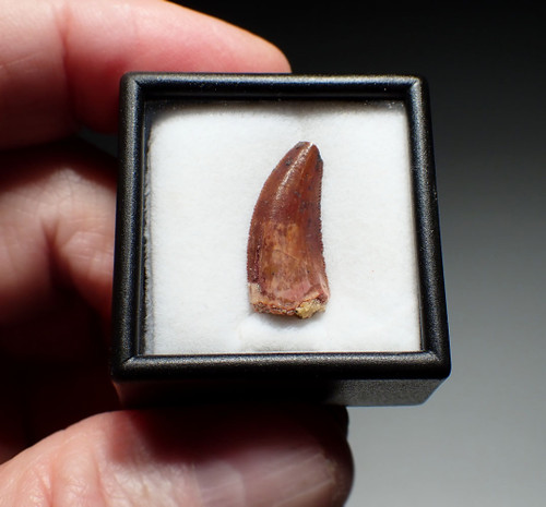 MAXIMUM SIZE FINE QUALITY LARGE RAPTOR DROMAEOSAUR FOSSIL DINOSAUR TOOTH  *DT6-872 MAXIMUM SIZE FINE QUALITY LARGE RAPTOR DROMAEOSAUR FOSSIL DINOSAUR TOOTH  *DT6-872