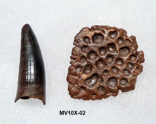 LARGE FINEST LEIDYOSUCHUS CROCODILE TOOTH / ARMOR PLATE  *MV10X-02 LARGE FINEST LEIDYOSUCHUS CROCODILE TOOTH / ARMOR PLATE  *MV10X-02