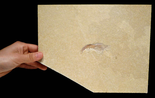 UNCOMMON SUPREME NATURAL JURASSIC SHRIMP FOSSIL ANTRIMPOS FROM GERMANY WITH NO ENHANCEMENT   *CRUS-012 UNCOMMON SUPREME NATURAL JURASSIC SHRIMP FOSSIL ANTRIMPOS FROM GERMANY WITH NO ENHANCEMENT   *CRUS-012