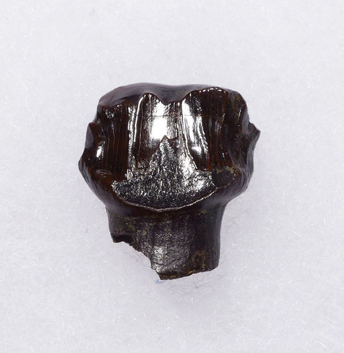 LARGE EXCEPTIONAL ANKYLOSAUR FOSSIL ARMORED DINOSAUR TOOTH FROM AN EDMONTONIA NODOSAURID  *DT10-141 LARGE EXCEPTIONAL ANKYLOSAUR FOSSIL ARMORED DINOSAUR TOOTH FROM AN EDMONTONIA NODOSAURID  *DT10-141