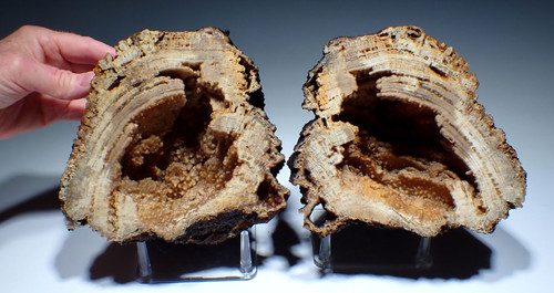 EXCEPTIONAL LARGE COMPLETE AGATIZED CORAL COLONY GEODE SLICED TO REVEAL INTERNAL STRUCTURES  *COR-043 EXCEPTIONAL LARGE COMPLETE AGATIZED CORAL COLONY GEODE SLICED TO REVEAL INTERNAL STRUCTURES  *COR-043