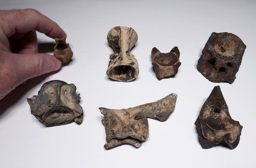 SEVEN PREHISTORIC SWORDFISH FOSSIL VERTEBRAE FROM AN ANCIENT BILLFISH  *LMX311