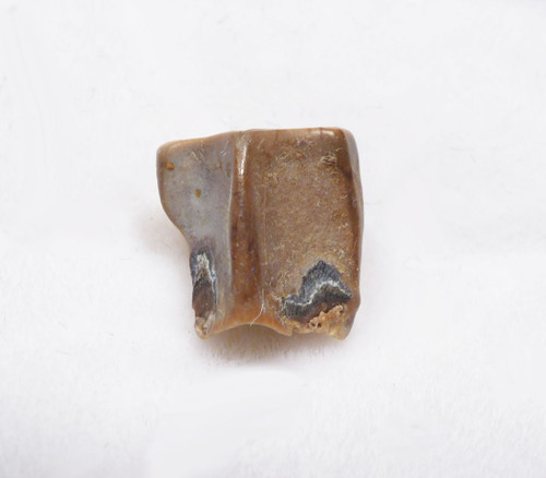 EDMONTOSAURUS HADROSAUR "DUCK-BILLED" FOSSIL DINOSAUR TOOTH  *DT8-121