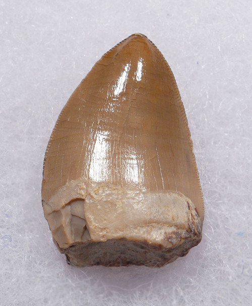 VERY LARGE CHOICE QUALITY RUTIODON PHYTOSAUR TOOTH FROM TRIASSIC PETRIFIED FOREST FORMATION  *DT12-223 VERY LARGE CHOICE QUALITY RUTIODON PHYTOSAUR TOOTH FROM TRIASSIC PETRIFIED FOREST FORMATION  *DT12-223