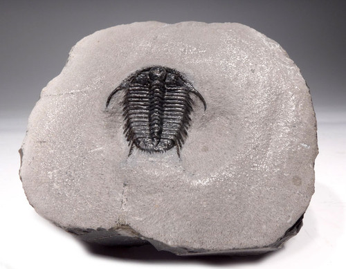 TOP COLLECTOR SPECIMEN RARE CYPHASPIDES TRILOBITE WITH SUPERB PRESERVATION  *TRX281