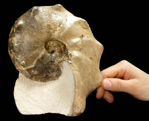 OUR BEST CRETACEOUS HORNED MAMITES AMMONITE FOSSIL FROM THE DINOSAUR DAYS  *AMX-162 OUR BEST CRETACEOUS HORNED MAMITES AMMONITE FOSSIL FROM THE DINOSAUR DAYS  *AMX-162