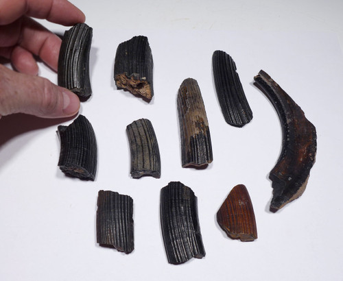 CHOICE COLLECTION OF 10 QUALITY PARTIAL GIANT BEAVER TUSK FOSSILS  *LMX293 CHOICE COLLECTION OF 10 QUALITY PARTIAL GIANT BEAVER TUSK FOSSILS  *LMX293