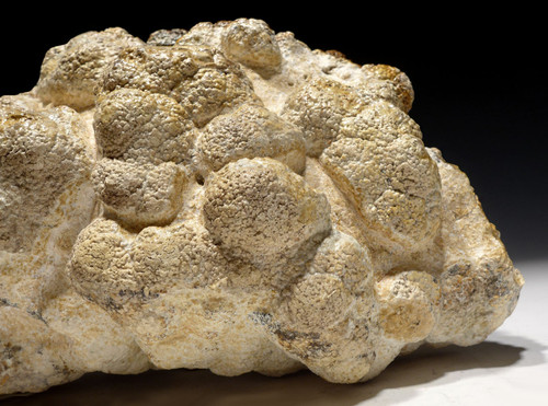 LARGE MUSEUM-CLASS STROMATOLITE FOSSIL WITH NATURAL BACTERIA BALL COLONIES FROM AN OLIGOCENE LAKE  *STX513