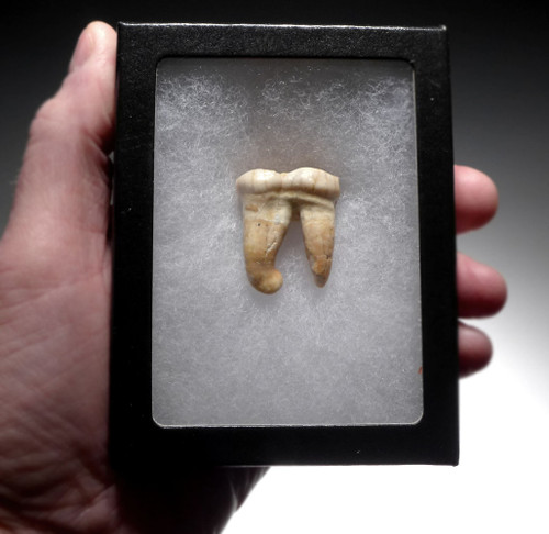 ARDENNES FOREST BELGIUM CAVE BEAR FOSSIL MOLAR TOOTH RARE LOCATION  *LM40-212