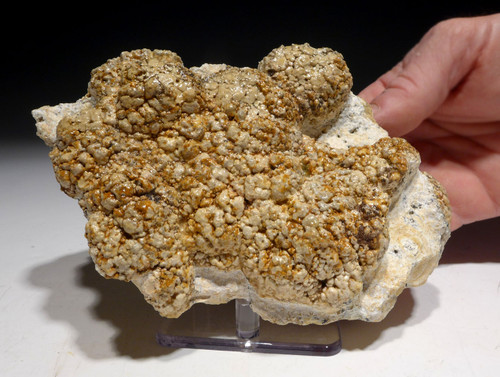 NATURAL FORM FOSSIL PREHISTORIC CYANOBACTERIA COLONY STROMATOLITE FROM AN ANCIENT OLIGOCENE LAKE  *STX502