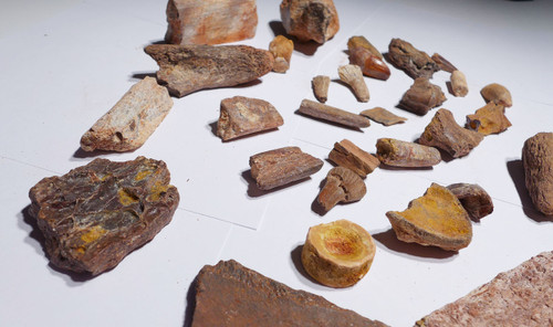 GROUP OF 30 FOSSIL DINOSAUR AND REPTILE TEETH AND BONES  *BONELOT13