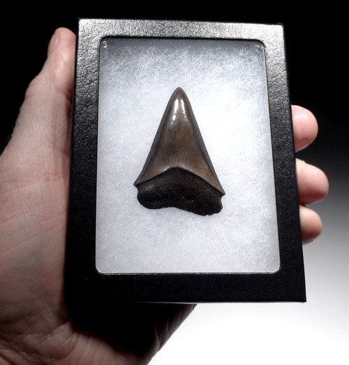 EXCELLENT 2.1 INCH ISURUS HASTALIS BROAD TOOTH MAKO FOSSIL SHARK TOOTH WITH CHATOYANT BRONZE ENAMEL  *SHX100