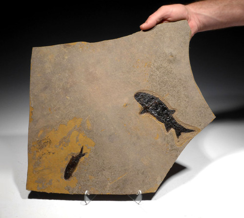 LARGE UNBROKEN NATURAL DOUBLE PARAMBLYPTERUS PERMIAN PRIMITIVE EARLY FISH FOSSIL FROM BEFORE THE DINOSAURS  *F147