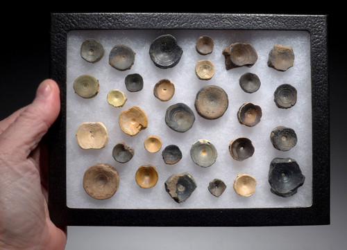 ASSORTMENT OF 30 OLIGOCENE FOSSIL SHARK AND FISH VERTEBRAE FROM SOUTH CAROLINA USA  *SHX136