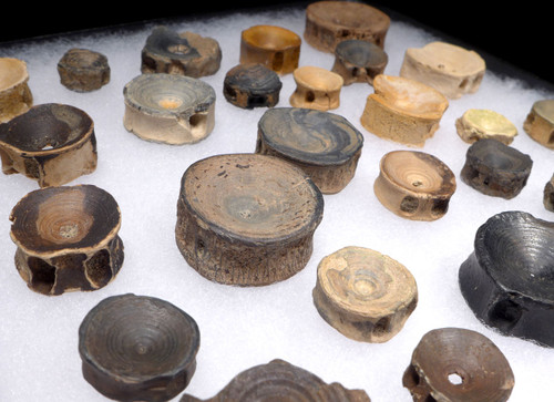 ASSORTMENT OF 30 OLIGOCENE FOSSIL SHARK AND FISH VERTEBRAE FROM SOUTH CAROLINA USA  *SHX136