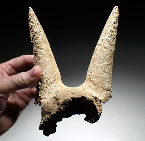 EXTREMELY RARE FOSSIL IBEX PARTIAL SKULL WITH HORN CORES COVERED IN CALCITE CAVE PEARLS  *LMX335