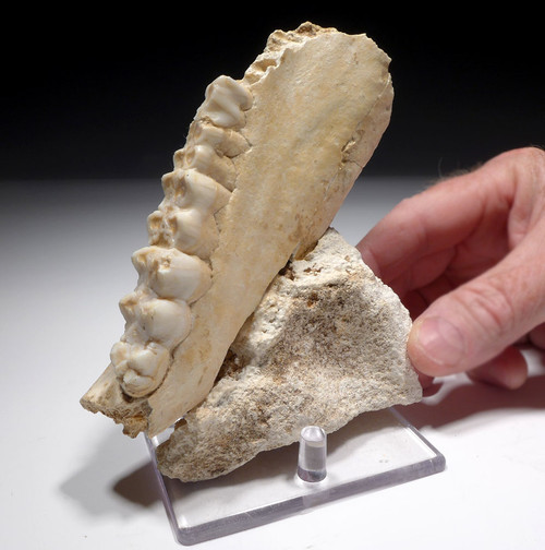 RARE ICE AGE ARDENNES FOREST PARTIAL WILD BOAR CAVE FOSSIL MANDIBLE WITH TEETH FROM A CAVE HYENA DEN IN BELGIUM   *LMX281