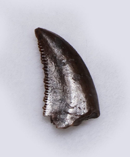 RARE BAMBIRAPTOR FOSSIL DROMAEOSAUR DINOSAUR TOOTH  *DTX65