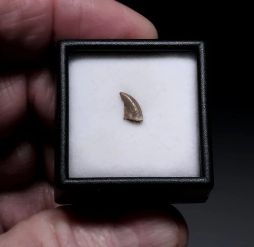 RARE BAMBIRAPTOR FOSSIL DROMAEOSAUR DINOSAUR TOOTH  *DTX64