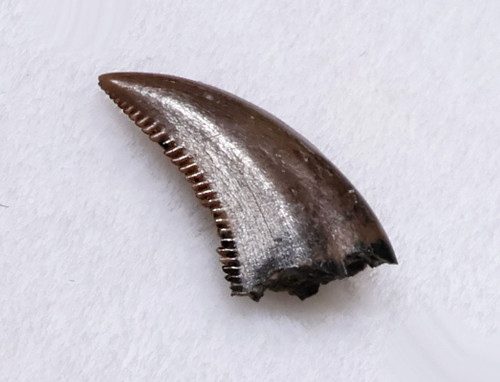 RARE BAMBIRAPTOR FOSSIL DROMAEOSAUR DINOSAUR TOOTH  *DTX69