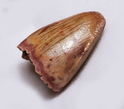 RARE LARGE TOOTH FROM HAMADASUCHUS DINOSAUR-ERA CROCODYLOMORPH REPTILE  *DTX68