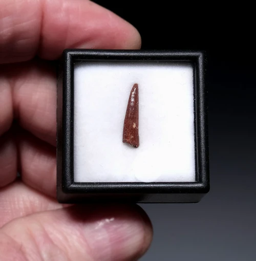 FINE QUALITY FOSSIL PTEROSAUR TOOTH FROM A FLYING PREHISTORIC PTERODACTYL  *DTX66