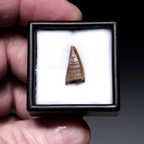 UNBROKEN JUVENILE DASPLETOSAURUS PREMAX FOSSIL DINOSAUR TOOTH FROM A TYRANNOSAUR OF THE JUDITH RIVER FORMATION  *DTX67