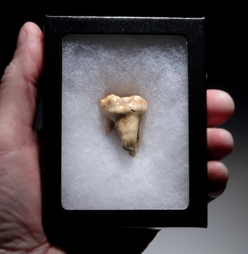ARDENNES FOREST BELGIUM CAVE BEAR FOSSIL MOLAR TOOTH FROM RARE LOCATION  *LMX338